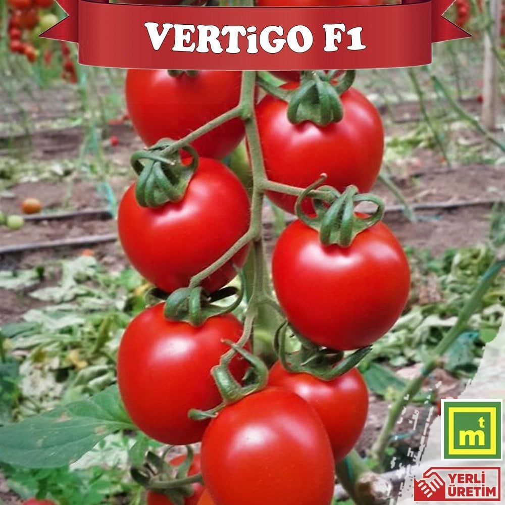 F1 Vertigo Salkım Domates Fidesi