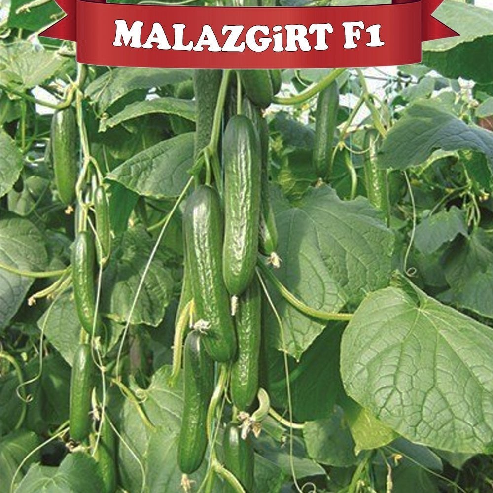 F1 Malazgirt Hıyar Fidesi