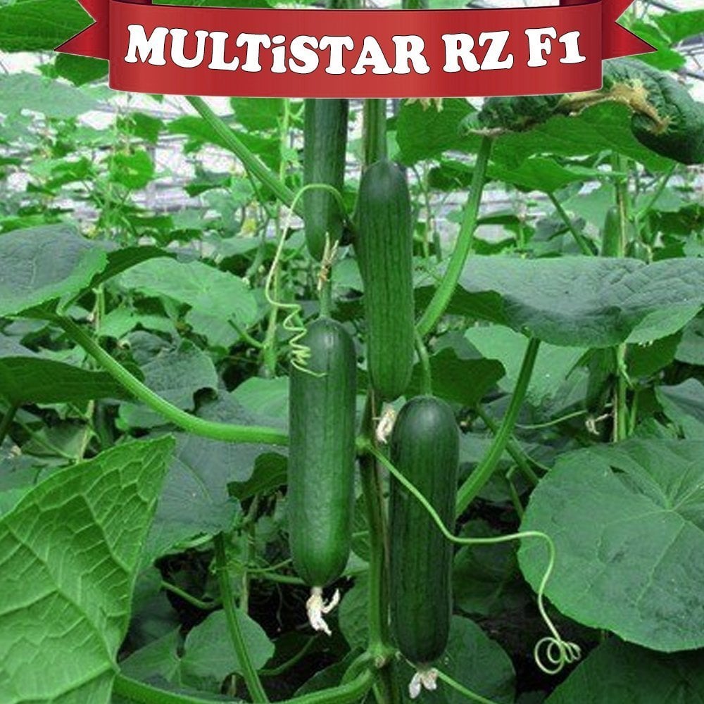 F1 MULTİSTAR RZ Hıyar Fidesi