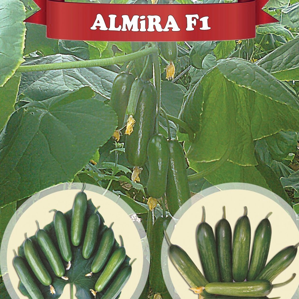 F1 Almira Silor Hıyar Fidesi