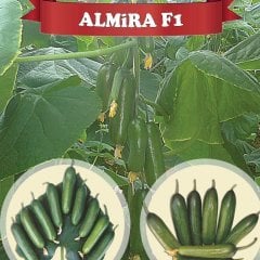 F1 Almira Silor Hıyar Fidesi
