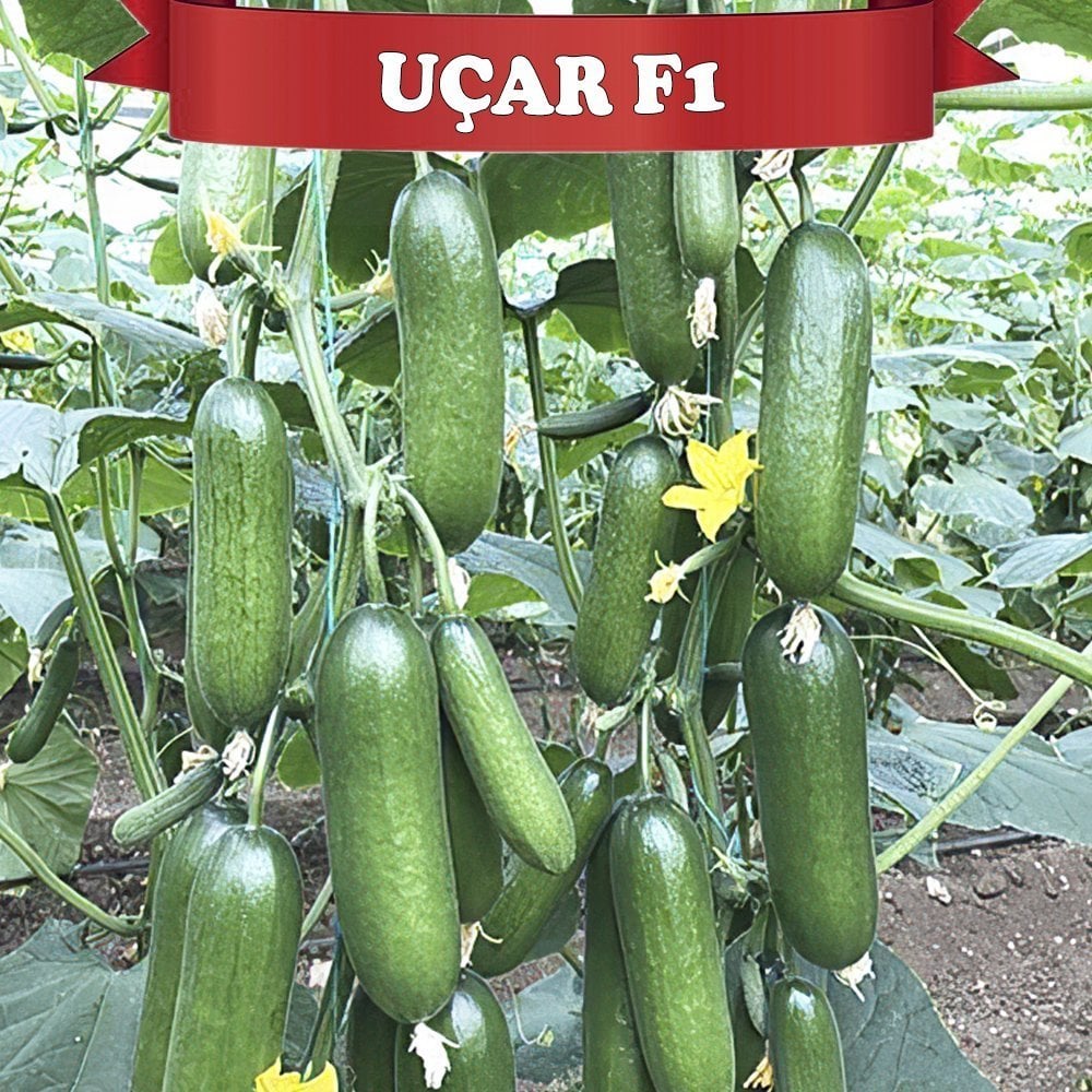 F1 Uçar Silor Hıyar Fidesi