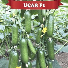 F1 Uçar Silor Hıyar Fidesi