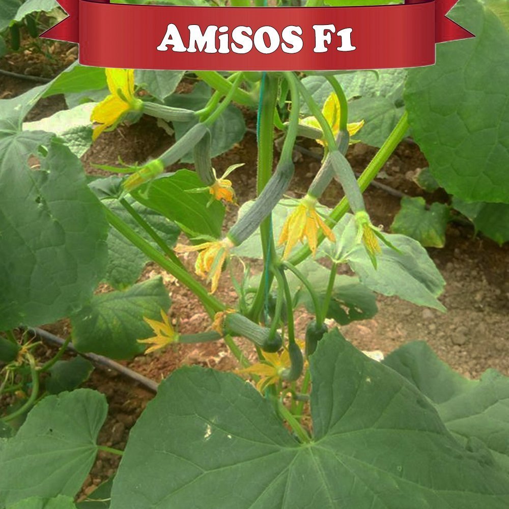 F1 Amisos Sırık Hıyar Fidesi
