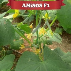 F1 Amisos Sırık Hıyar Fidesi