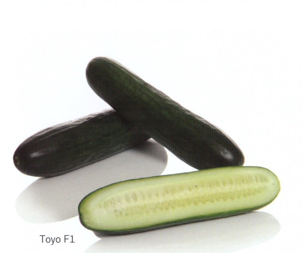 F1 Toyo Sırık Hıyar Fidesi