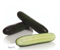 F1 Toyo Sırık Hıyar Fidesi