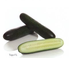 F1 Toyo Sırık Hıyar Fidesi