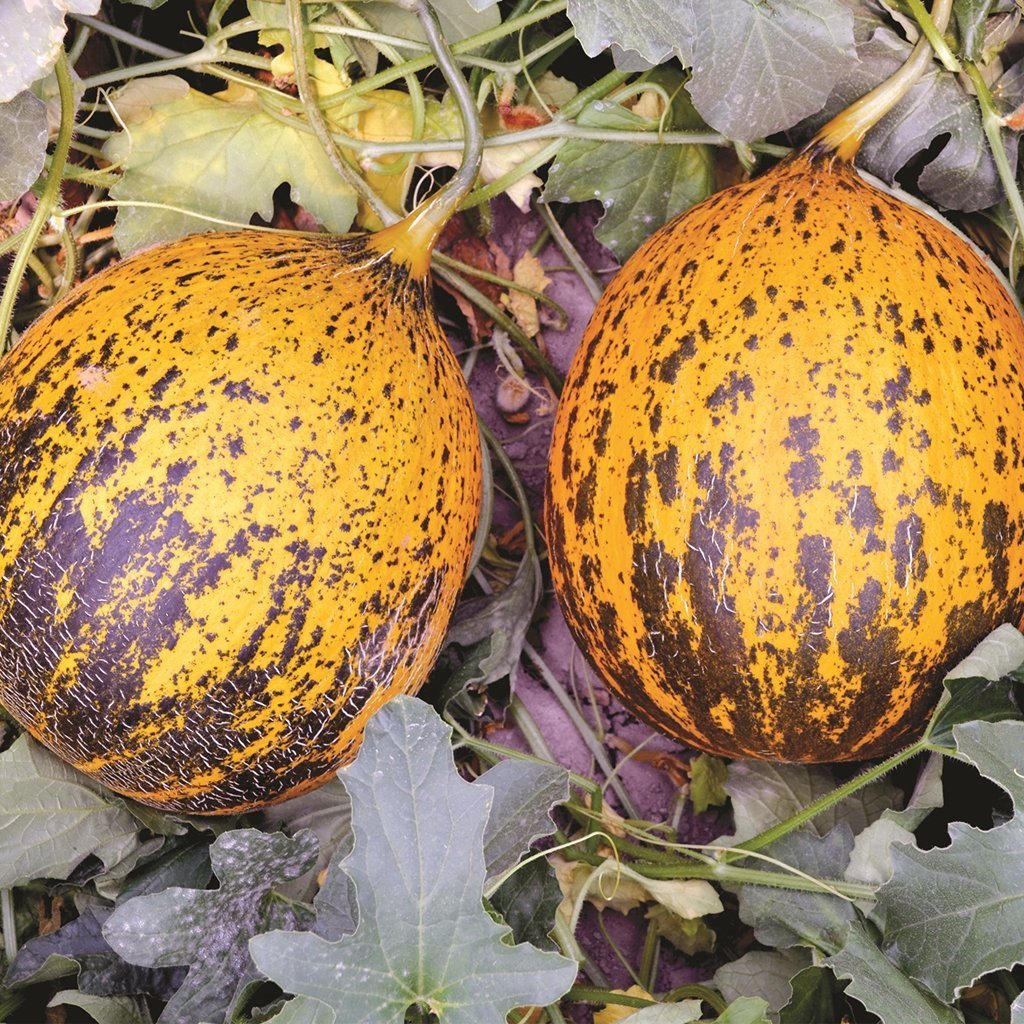 F1 Şükrübey Kırkağaç Kavun Fidesi