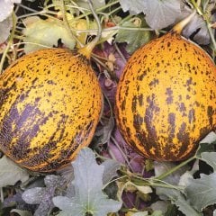 F1 Şükrübey Kırkağaç Kavun Fidesi