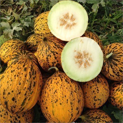 F1 Anka Kırkağaç Kavun Fidesi