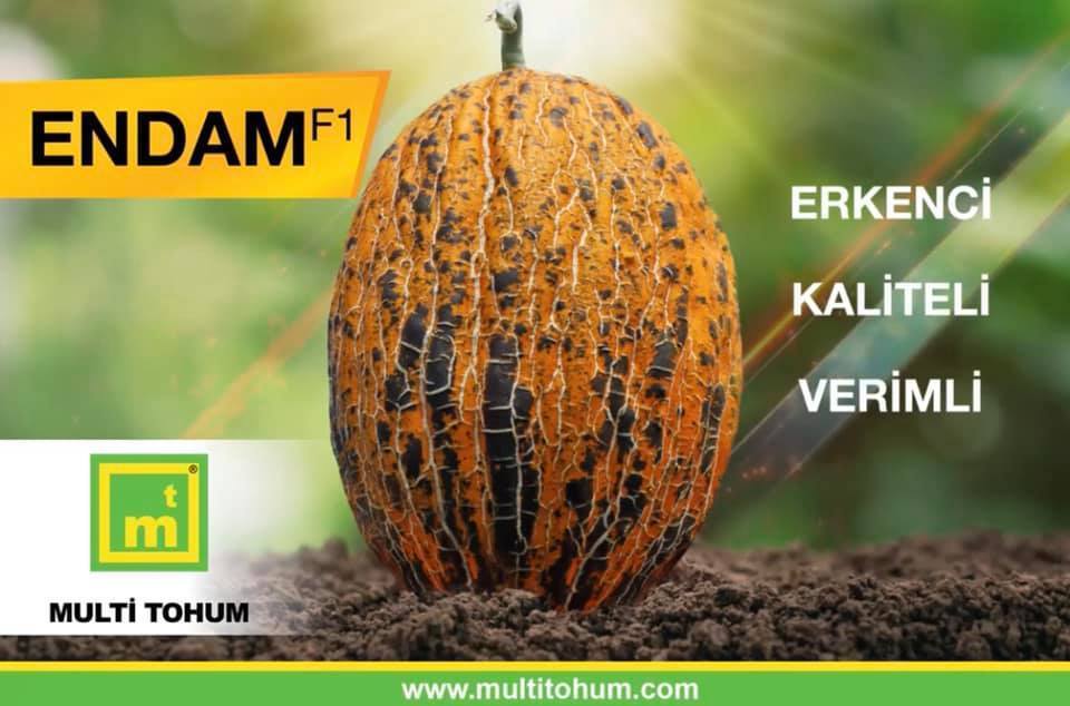 F1 Endam Kırkağaç Kavun Fidesi