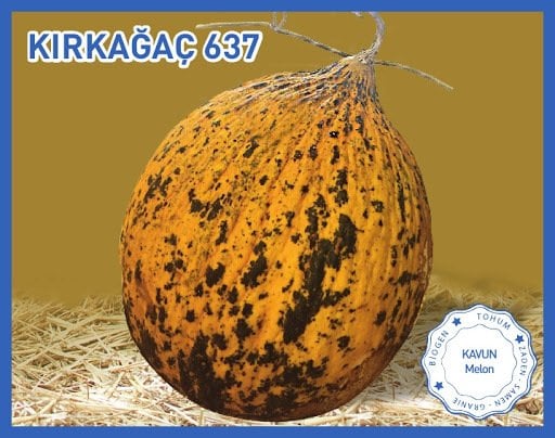 F1 Kırkağaç 637 Kavun Fidesi