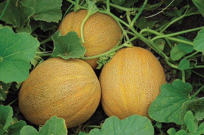 F1 Napolyon Ananas Kavun Fidesi