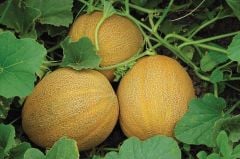 F1 Napolyon Ananas Kavun Fidesi
