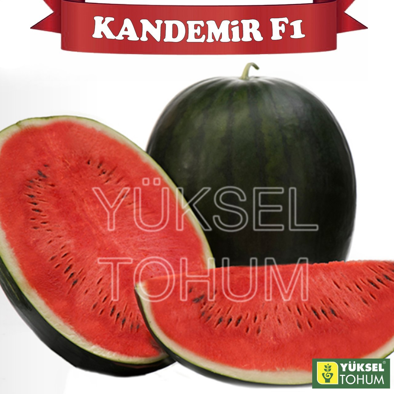 F1 Kandemir Siyah Karpuz Fidesi