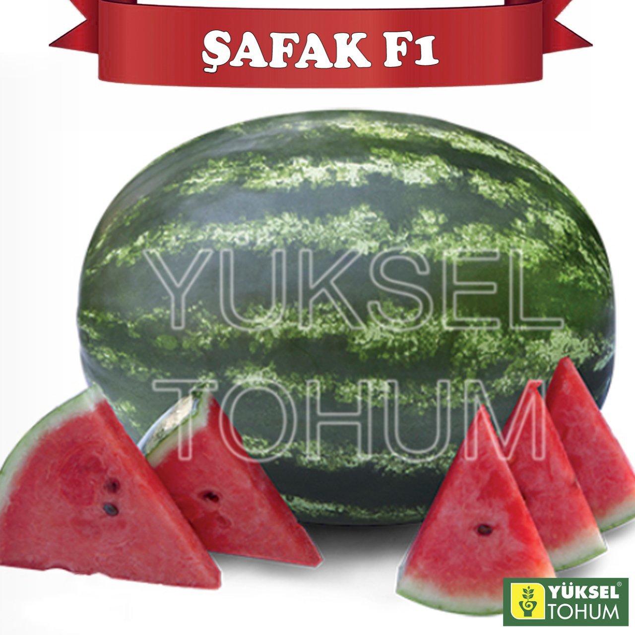 F1Şafak Karpuz Fidesi