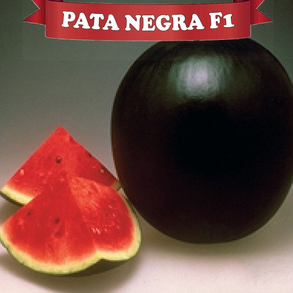 F1 Pata Negra Siyah Karpuz Fidesi