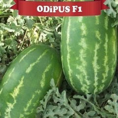 F1 Üstün Karpuz Fidesi