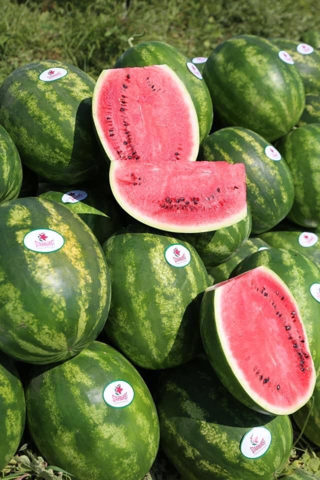 F1 Starburst  Ala Karpuz Fidesi