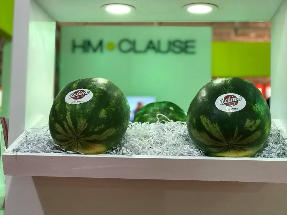 F1 (Aşılı) Celine Karpuz Fidesi