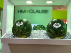 F1 (Aşılı) Celine Karpuz Fidesi