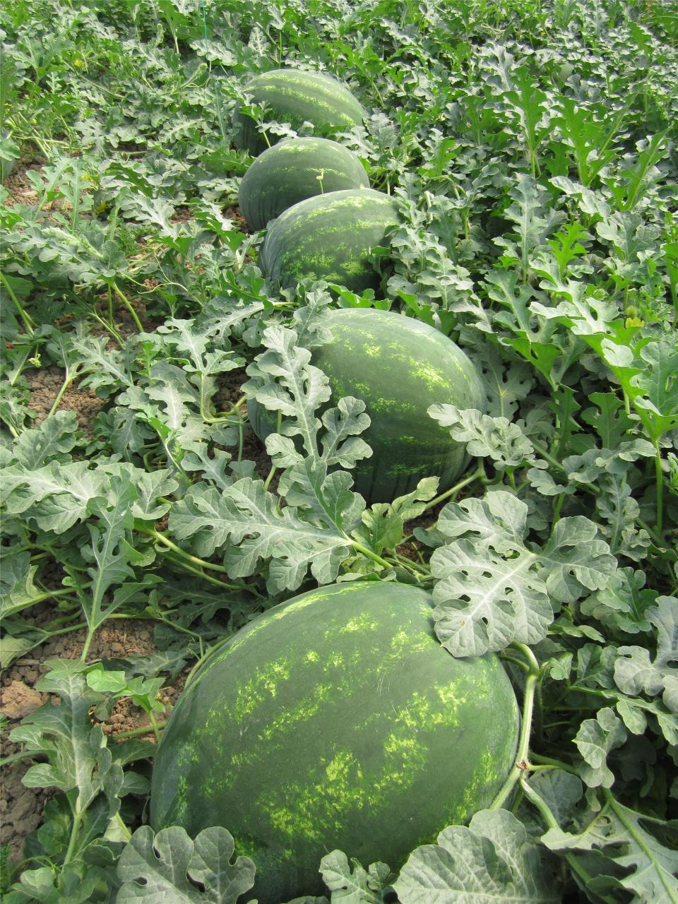 F1 (Aşılı) Dizayn Karpuz Fidesi
