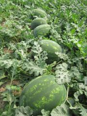F1 (Aşılı) Dizayn Karpuz Fidesi