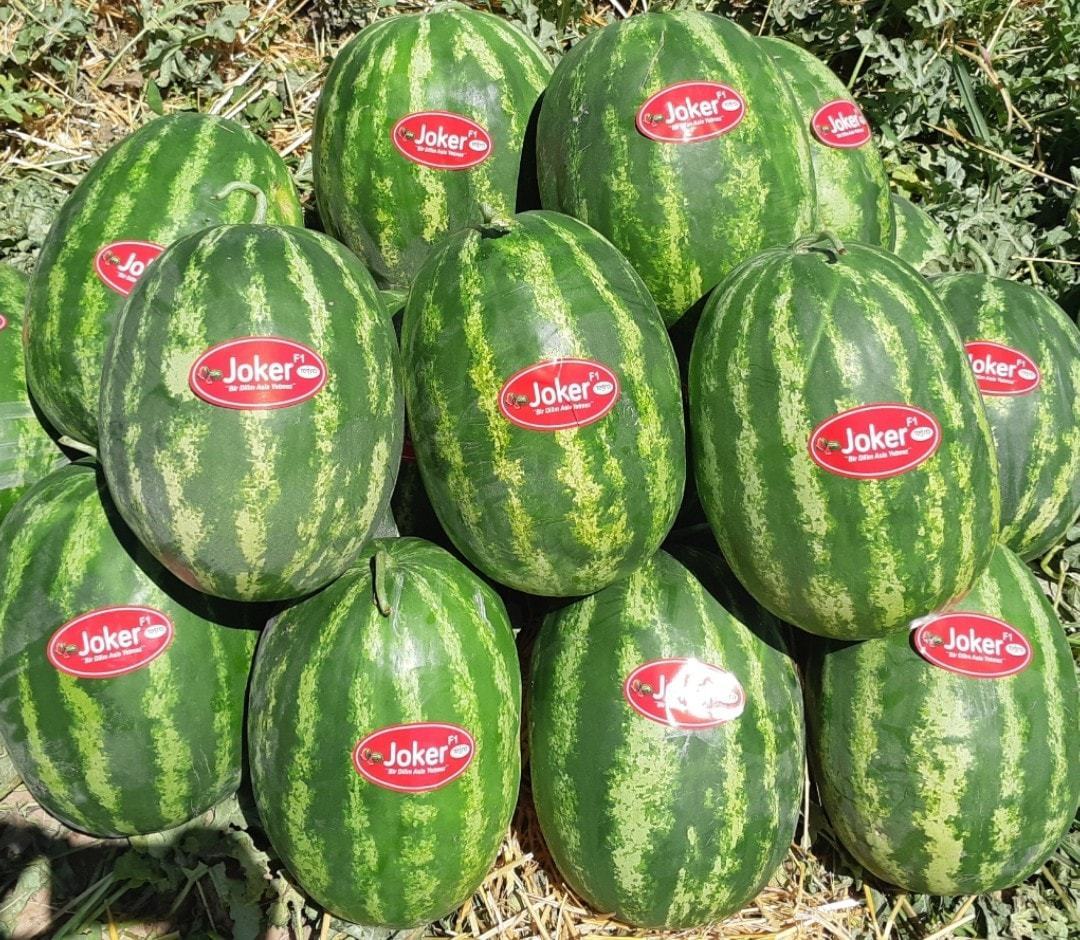 F1 (Aşılı) Joker Karpuz Fidesi