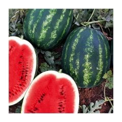 F1 (Aşılı) Üstün Karpuz Fidesi