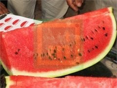 F1 Bolkan Karpuz Fidesi