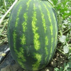 F1 (Aşılı) Samkar Karpuz Fidesi