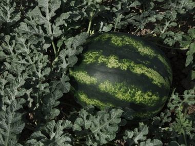 F1 (Aşılı) 501 Karpuz Fidesi