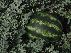 F1 (Aşılı) 501 Karpuz Fidesi
