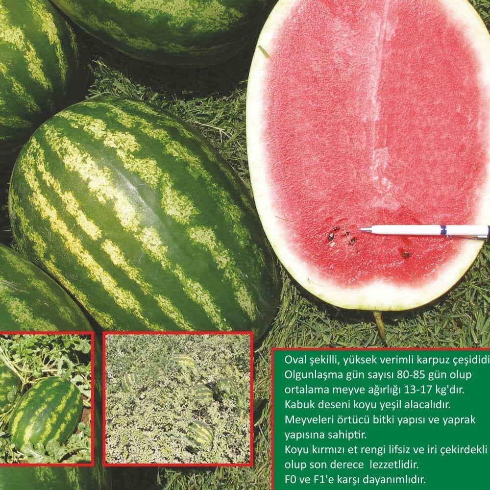 F1 Avira Düz Karpuz Fidesi