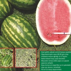 F1 Avira Düz Karpuz Fidesi