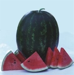 F1 (Aşılı) Usta Karpuz Fidesi