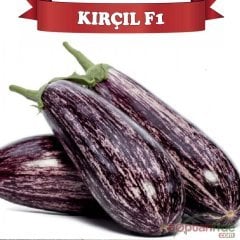 F1 Kırçıl Çizgili Patlıcan Fidesi