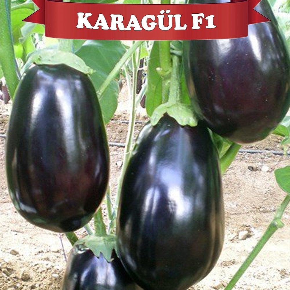 F1 Karagül Topan Patlıcan Fidesi