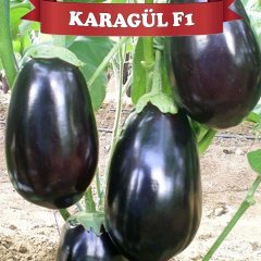 F1 Karagül Topan Patlıcan Fidesi
