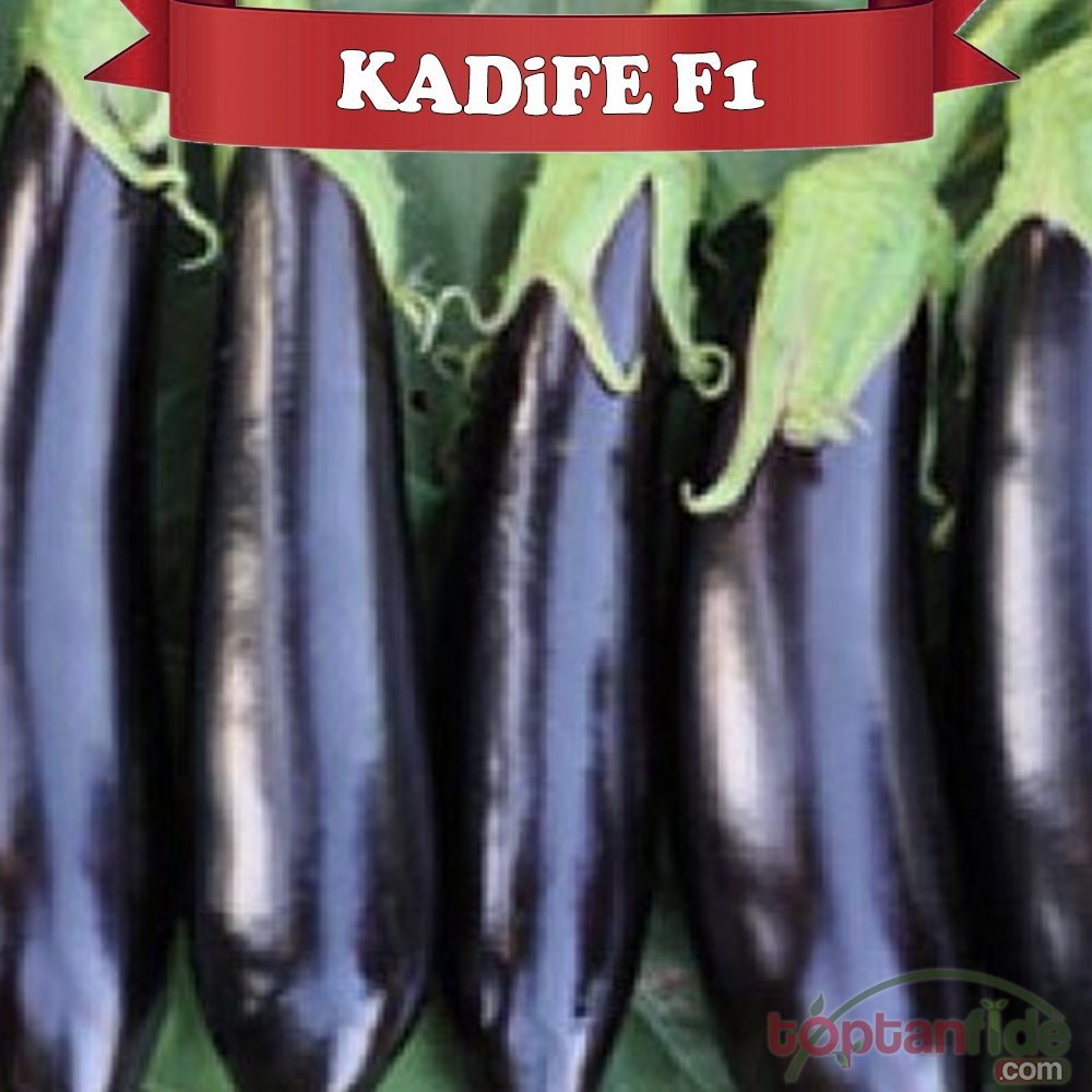F1 Kadife Patlıcan Fidesi