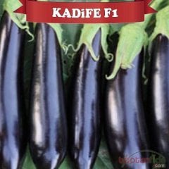 F1 Kadife Patlıcan Fidesi