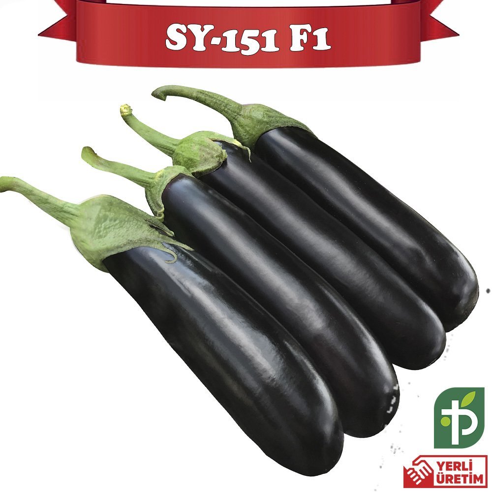 F1 SY-151 Silindirik Patlıcan Fidesi