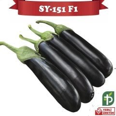 F1 SY-151 Silindirik Patlıcan Fidesi