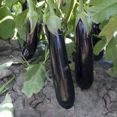 F1 Anatolia Patlıcan Fidesi