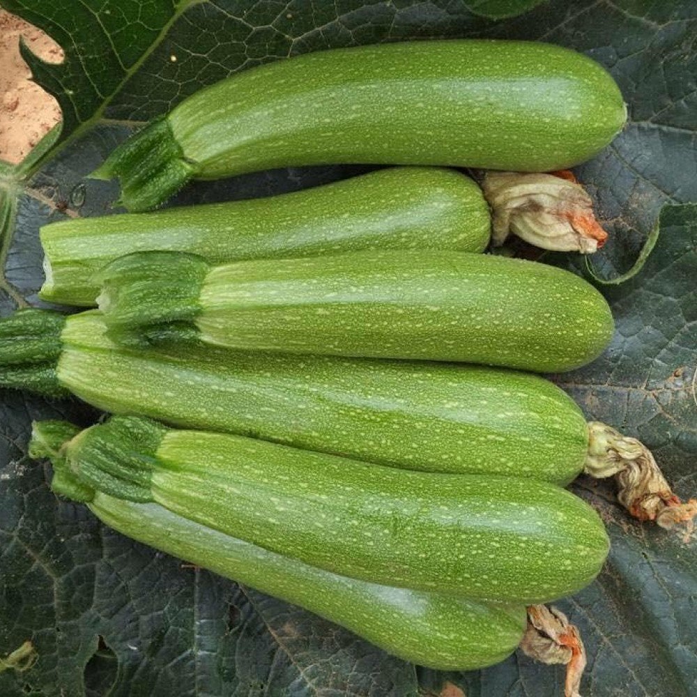 F1 1010 Şahika Kabak Fidesi