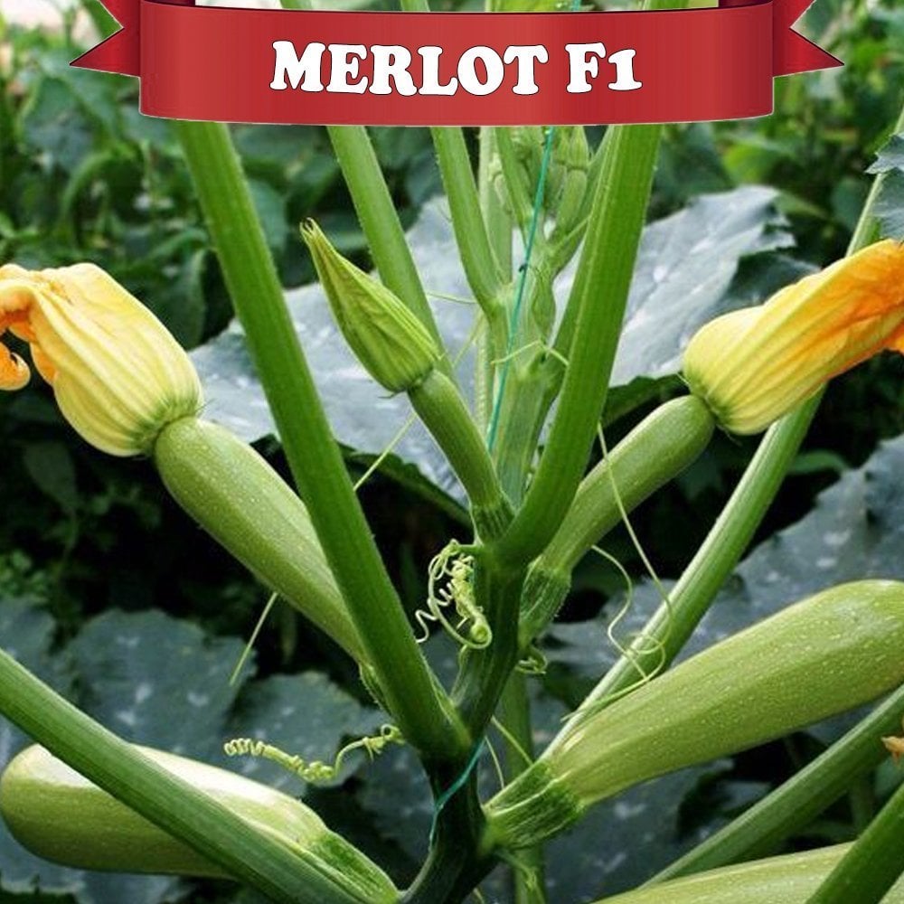 F1 Merlot Beyaz Kabak Fidesi