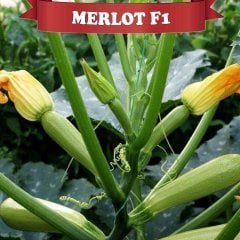 F1 Merlot Beyaz Kabak Fidesi