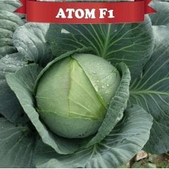 F1 Atom Beyaz Lahana Fidesi