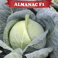 F1Almanac Beyaz Lahana Fidesi